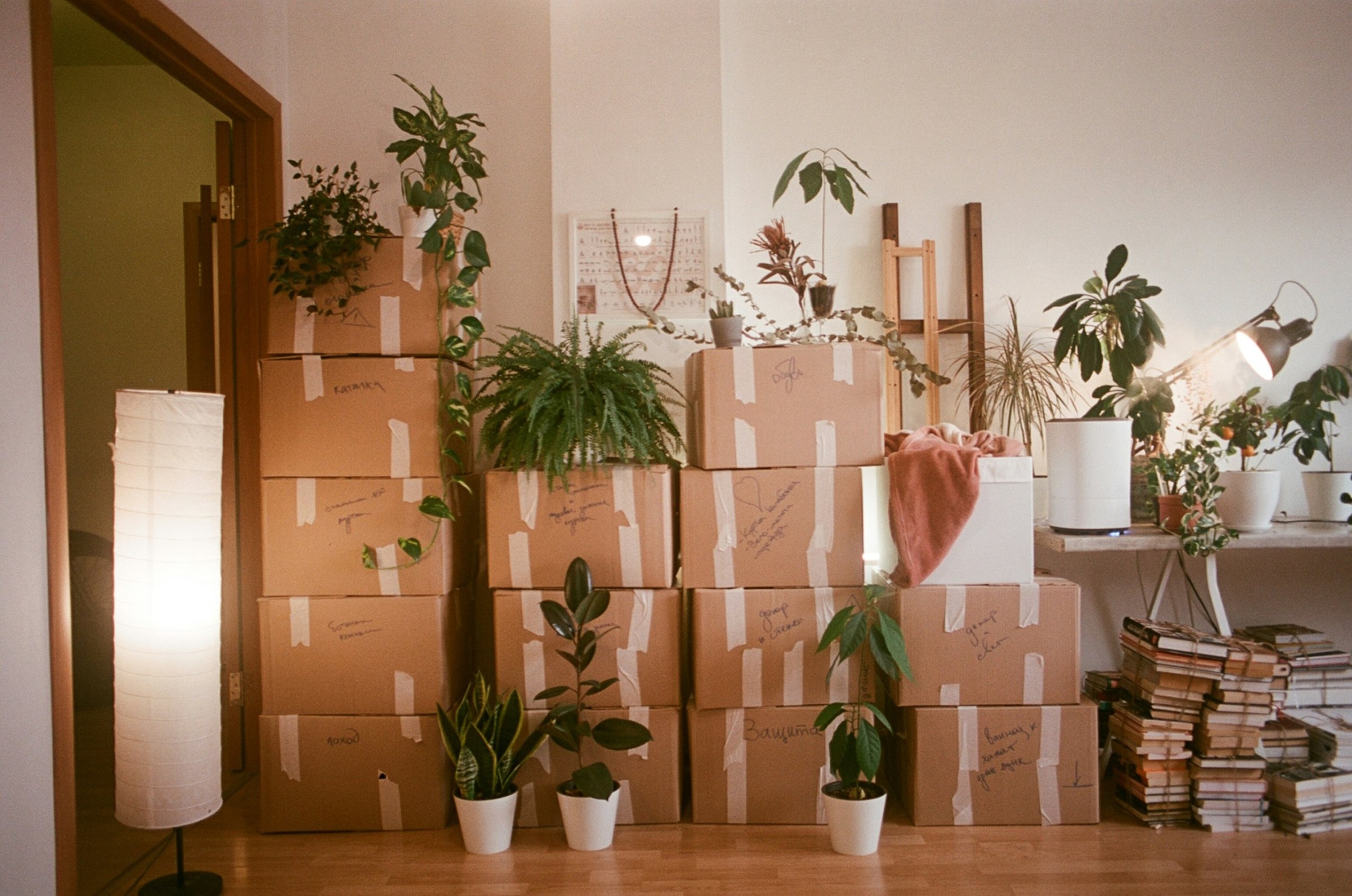 Stacked moving boxes with houseplants in a bright room